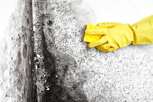 Best Mold Testing  in Milton Freewater, OR