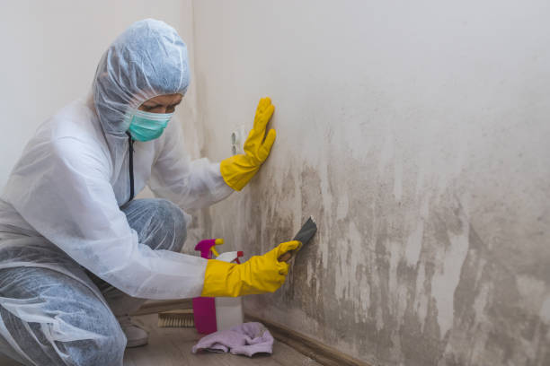 Best Office Mold Removal Services  in Milton Freewater, OR