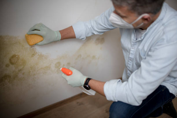 Best Same-Day Mold Removal  in Milton Freewater, OR