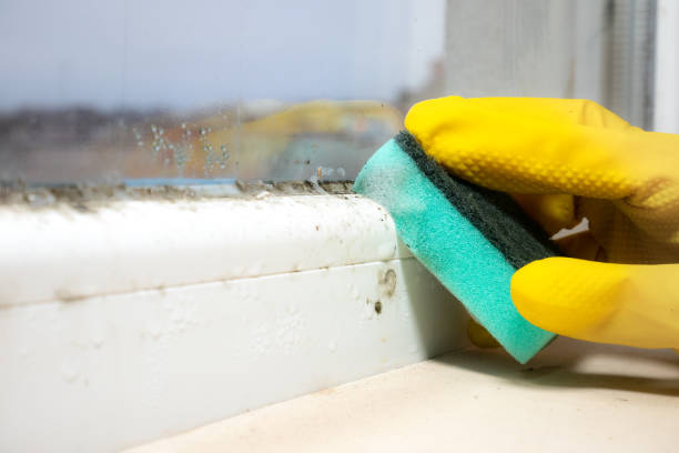 Best Mold Damage Repair  in Milton Freewater, OR
