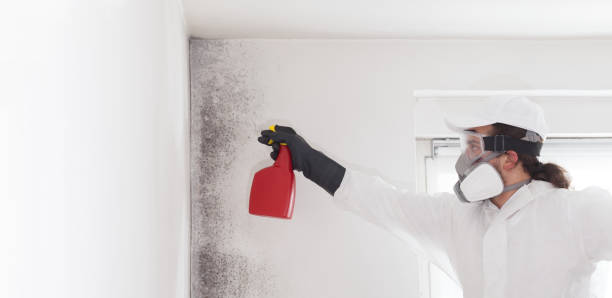 Mold Removal and Inspection in Milton Freewater, OR