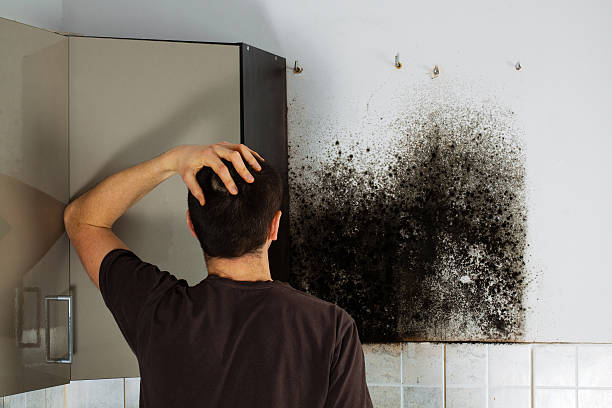 Best Black Mold Removal  in Milton Freewater, OR