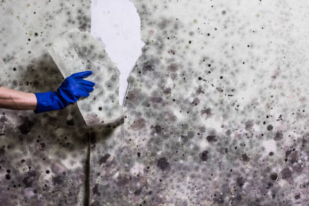 Milton Freewater, OR Mold Removal Company