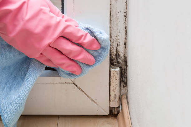 Best Crawl Space Mold Removal  in Milton Freewater, OR