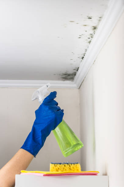 Best Certified Mold Removal  in Milton Freewater, OR
