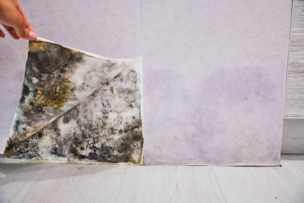 Best Professional Mold Removal  in Milton Freewater, OR